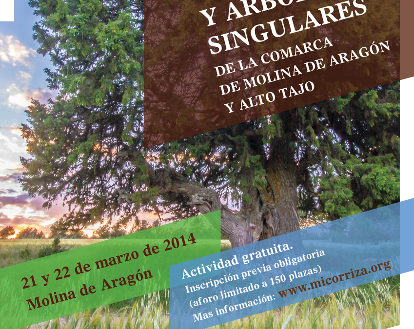Unas jornadas desvelarán los misterios de los árboles más enigmáticos de Molina de Aragón